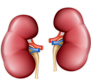 Functional Kidney Therapy